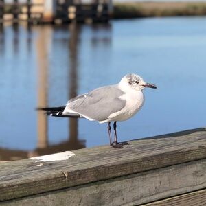 Meet your Posher, Billy